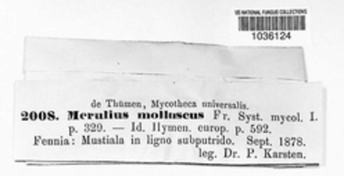 Leucogyrophana mollusca image